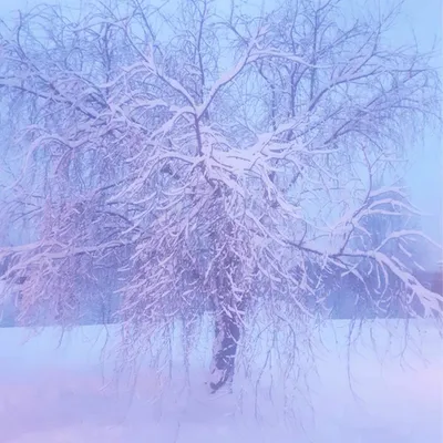 Himlens blad