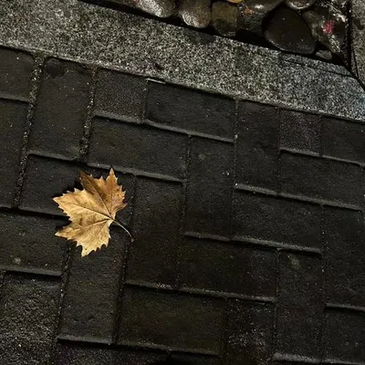 秋天裡的梧桐葉