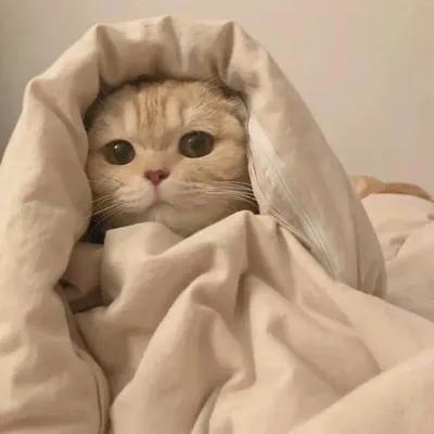貓貓琴