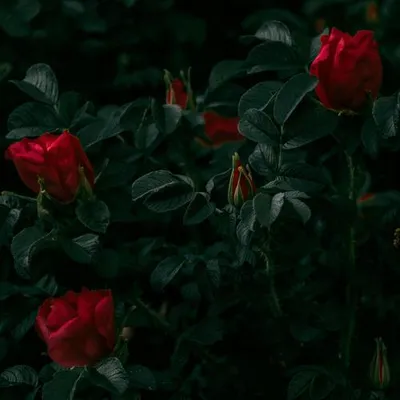 紅玫瑰