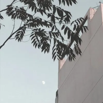 さくらさくら會いたいよ
