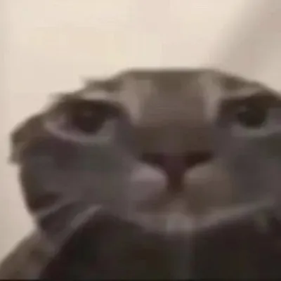 扁頭貓