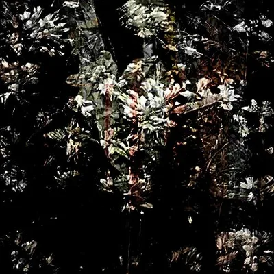 Fleurs Sans Soleil (Live)