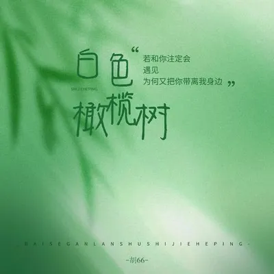 白色橄欖樹