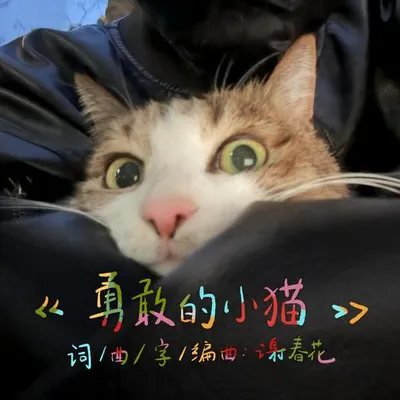 勇敢的小貓