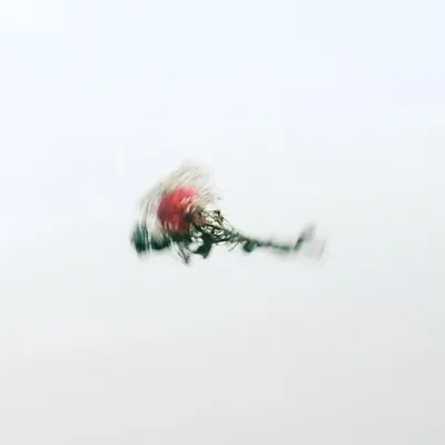 泥與花 Mud and Flowers — X-mas Live 2025