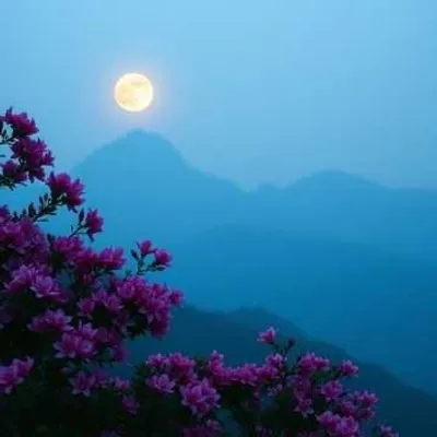 映山紅