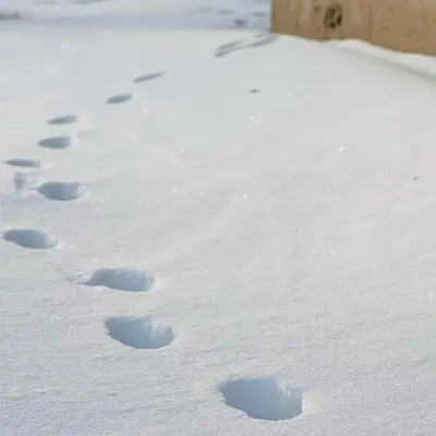 積雪