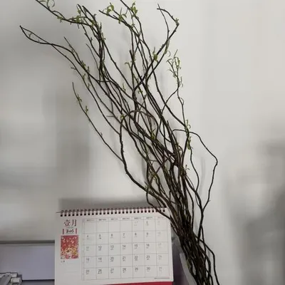 膽小鬼