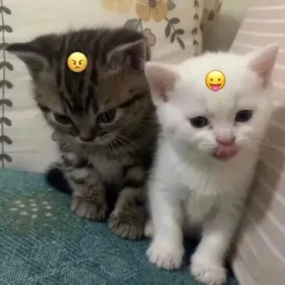 I am very sad 專輯封面