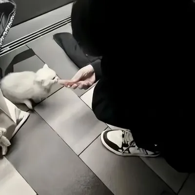 清純 專輯封面