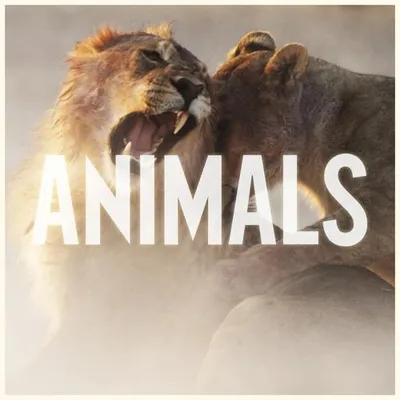 Animals 專輯封面